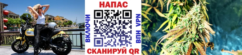 Шишки марихуана сатива  Железноводск 
